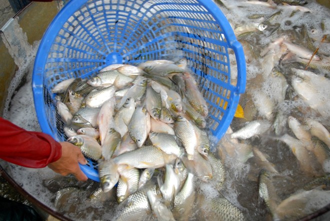 Chợ[-]sỉ[-]cá,[-]cua[-]đồng[-]ở[-]vùng[-]rốn[-]lũ[-]Đồng[-]Tháp[-]Mười